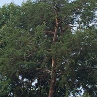 Ron Albright Photo 26