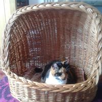 Angela Shelley Photo 15