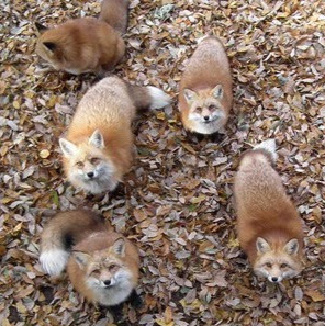 Sandra Gibson Photo 24