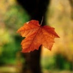 Morgan Curtis Photo 9