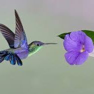Julie Green Photo 35
