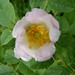 Rose Ainsworth Photo 13