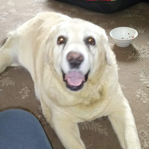 Allan Armstrong Photo 3