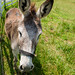 Jack Robinson Photo 14