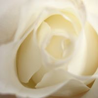 Debra Vandyke Photo 10