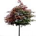 Paul Laub Photo 10