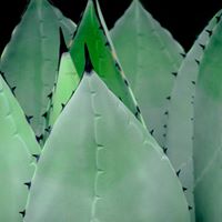 Thomas Damato Photo 14