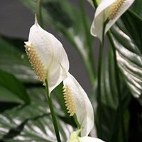 Mary Hawkins Photo 18 Mary Hawkins Photo 18