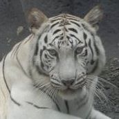 Wai Leung Photo 18