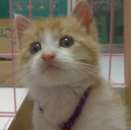 Raymond Tsai Photo 17