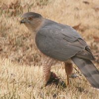 David Irwin Photo 38