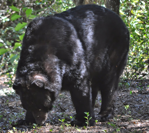 Charles Spalding Photo 9