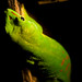 Luis Chiang Photo 21