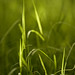 Joy Grass Photo 3