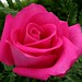 Rose Shields Photo 32