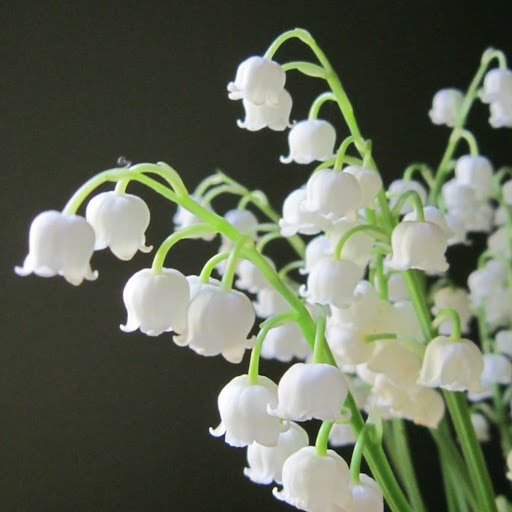 Glenna Stewart Photo 7