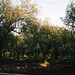 Carol Grove Photo 14