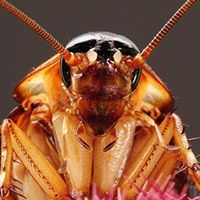 Bobby Roach Photo 10