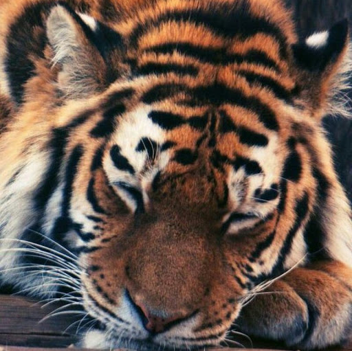 Paul Jorgensen Photo 33