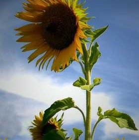 Donald Jenkins Photo 22 Donald Jenkins Photo 22