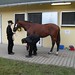 Laura Witte Photo 21