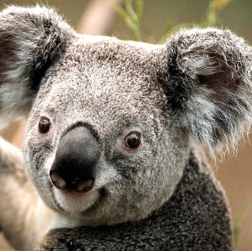 Dean Howard Photo 30