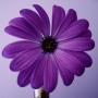 Lisa Walz Photo 17