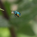 Charles Ackerman Photo 24