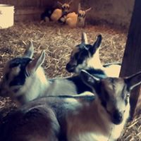 Janet Maines Photo 15