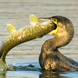 Andrew Carroll Photo 21 Andrew Carroll Photo 21