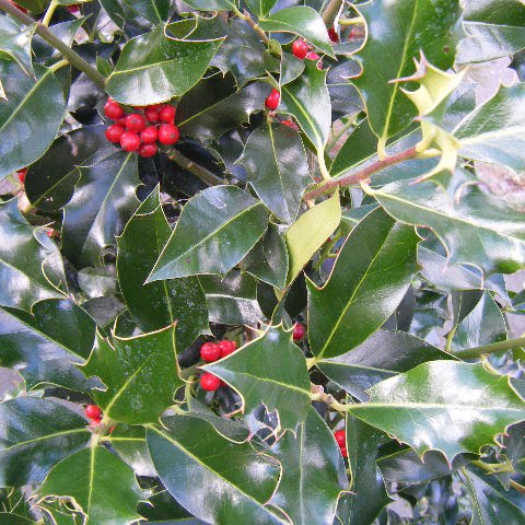 Susie Collins Photo 1