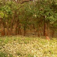 Shauna Brown Photo 18