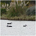 Brenda Swan Photo 33