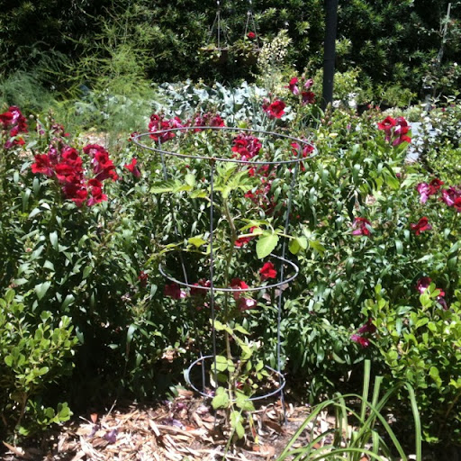 Rebecca Irvin Photo 27