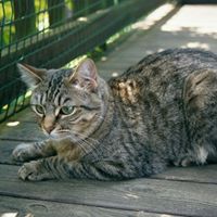 Cynthia Dickman Photo 4