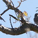 Robin Flicker Photo 8