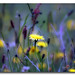 Debbie Welsh Photo 14