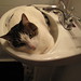 James Sink Photo 14