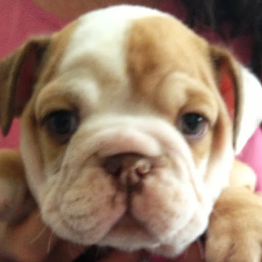 Kristen Dawson Photo 29