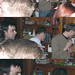 Alan Kitchen Photo 9