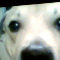 Rickey Morris Photo 13