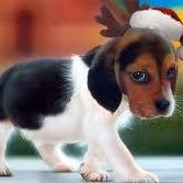 Patricia Wolfe Photo 24