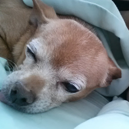 Julie Jamieson Photo 2