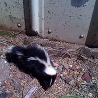 Danny Strom Photo 21