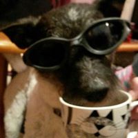 Tracy Raven Photo 21