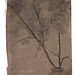 Charles Leach Photo 37