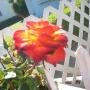 Elizabeth Gordon Photo 40