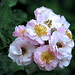 Tam Bui Photo 11