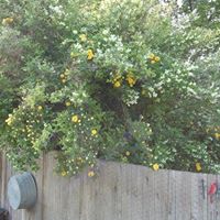 Susan Scholl Photo 12