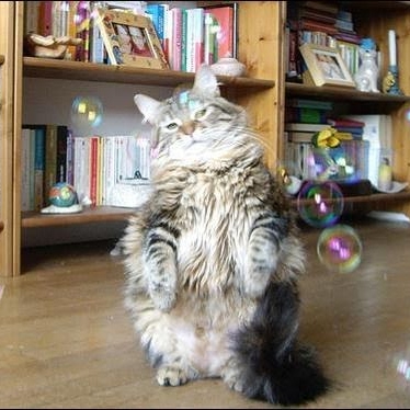 Tracy Morrissey Photo 14